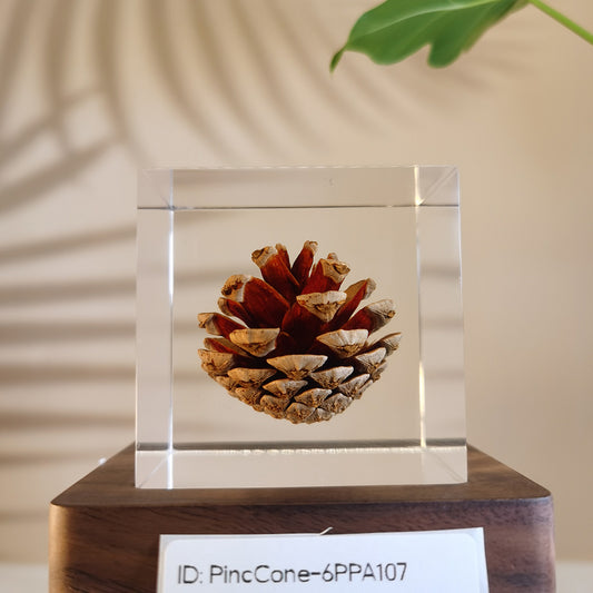 Cube Series - PineCone #6PPA107