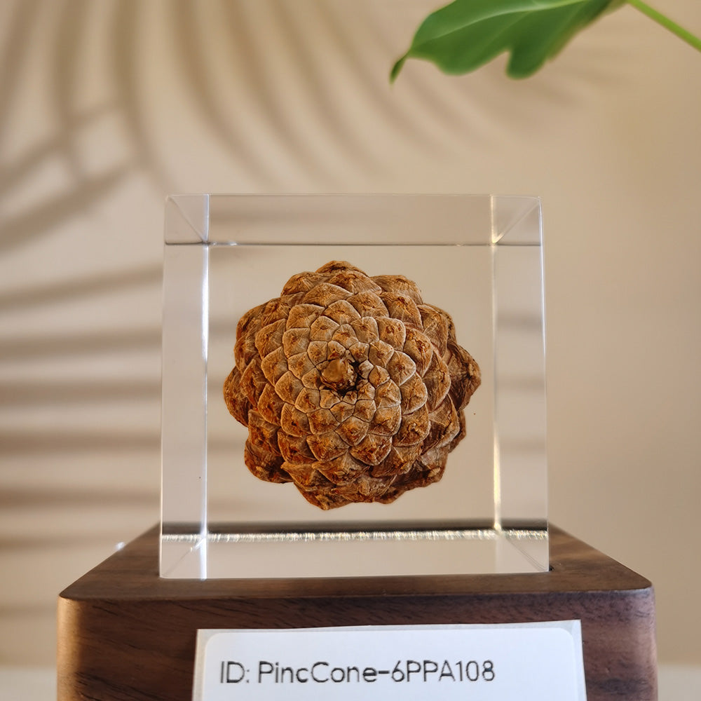 Cube Series - PineCone #6PPA108