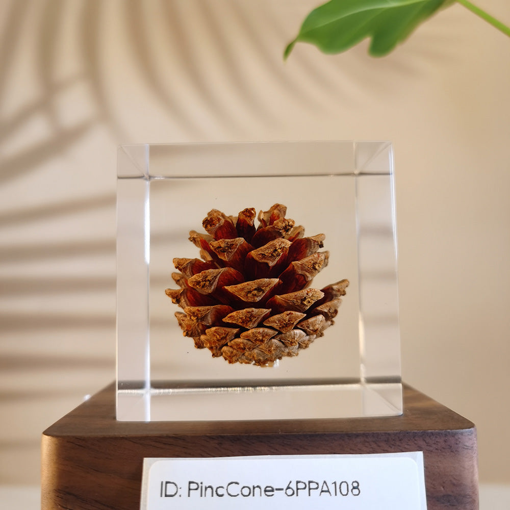 Cube Series - PineCone #6PPA108