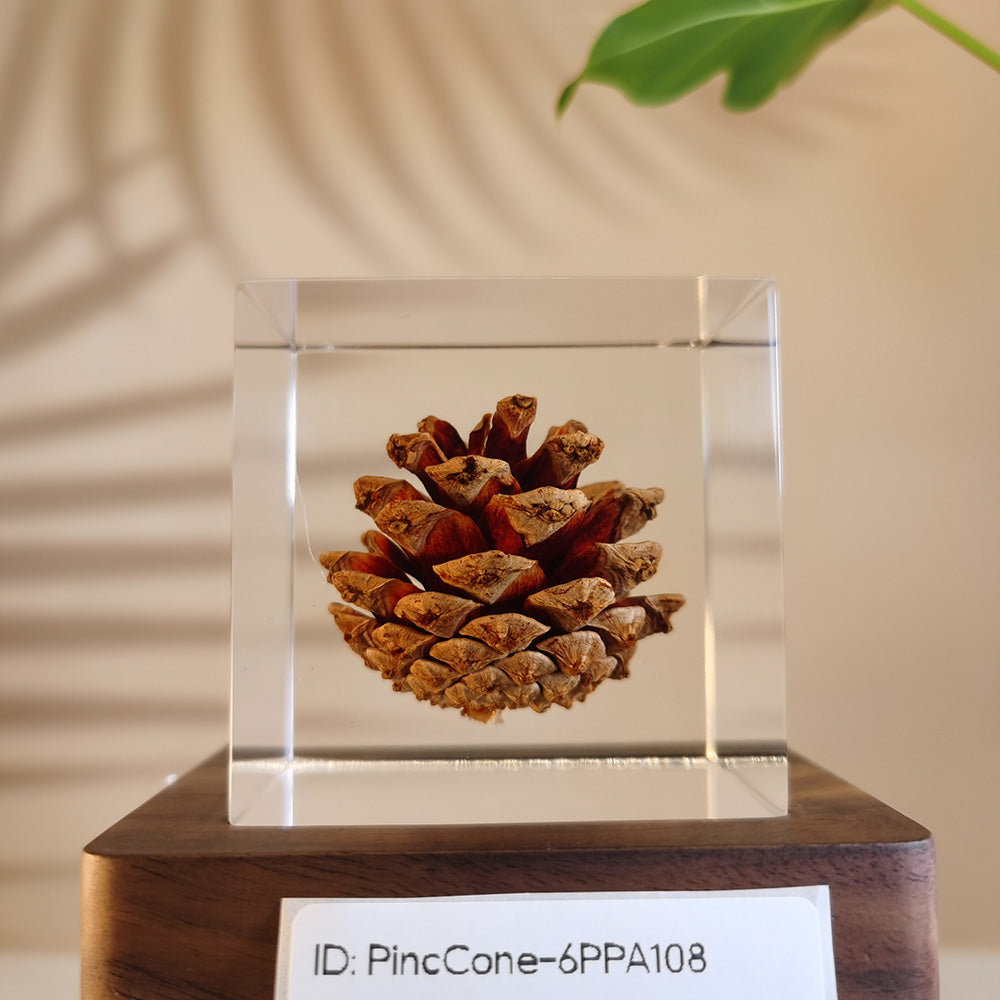 Cube Series - PineCone #6PPA108