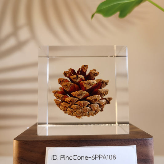 Cube Series - PineCone #6PPA108