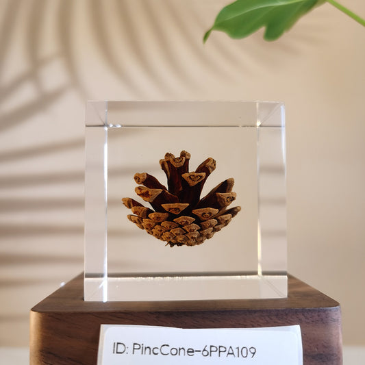Cube Series - PineCone #6PPA109