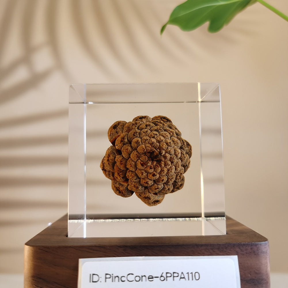 Cube Series - PineCone #6PPA110