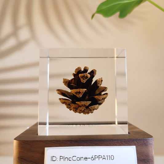 Cube Series - PineCone #6PPA110