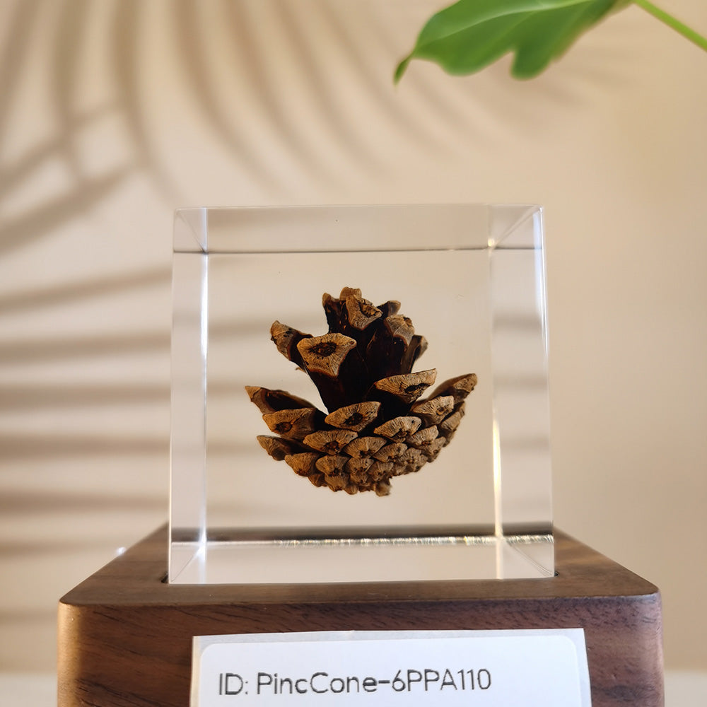 Cube Series - PineCone #6PPA110