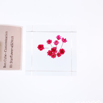 Cube Series - Starflower #6SZA101