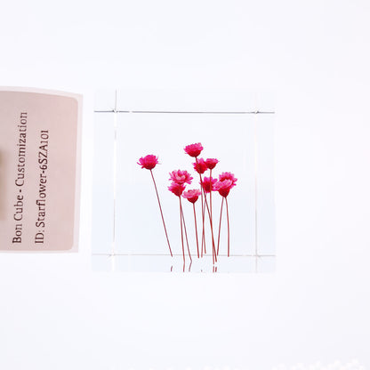 Cube Series - Starflower #6SZA101