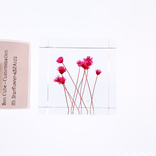 Cube Series - Starflower #6SZA102