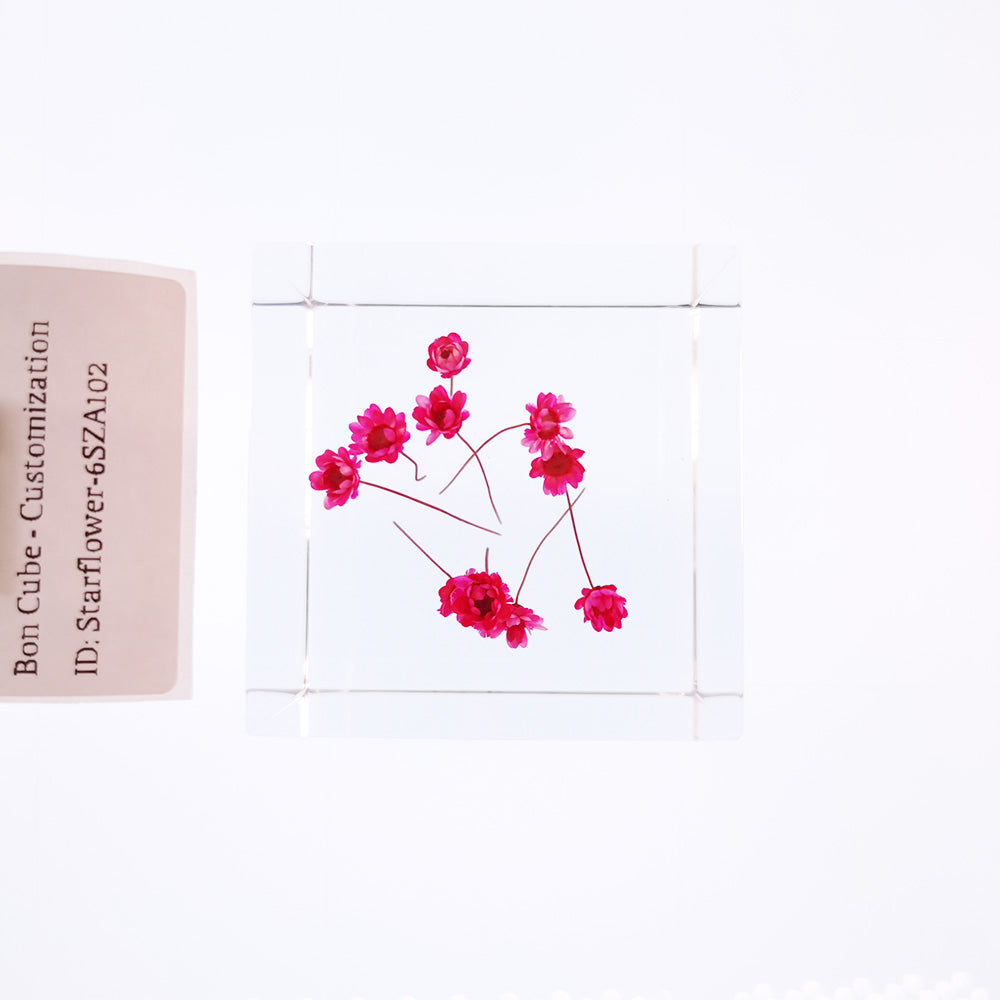 Cube Series - Starflower #6SZA102