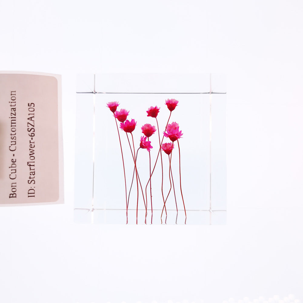 Cube Series - Starflower #6SZA105