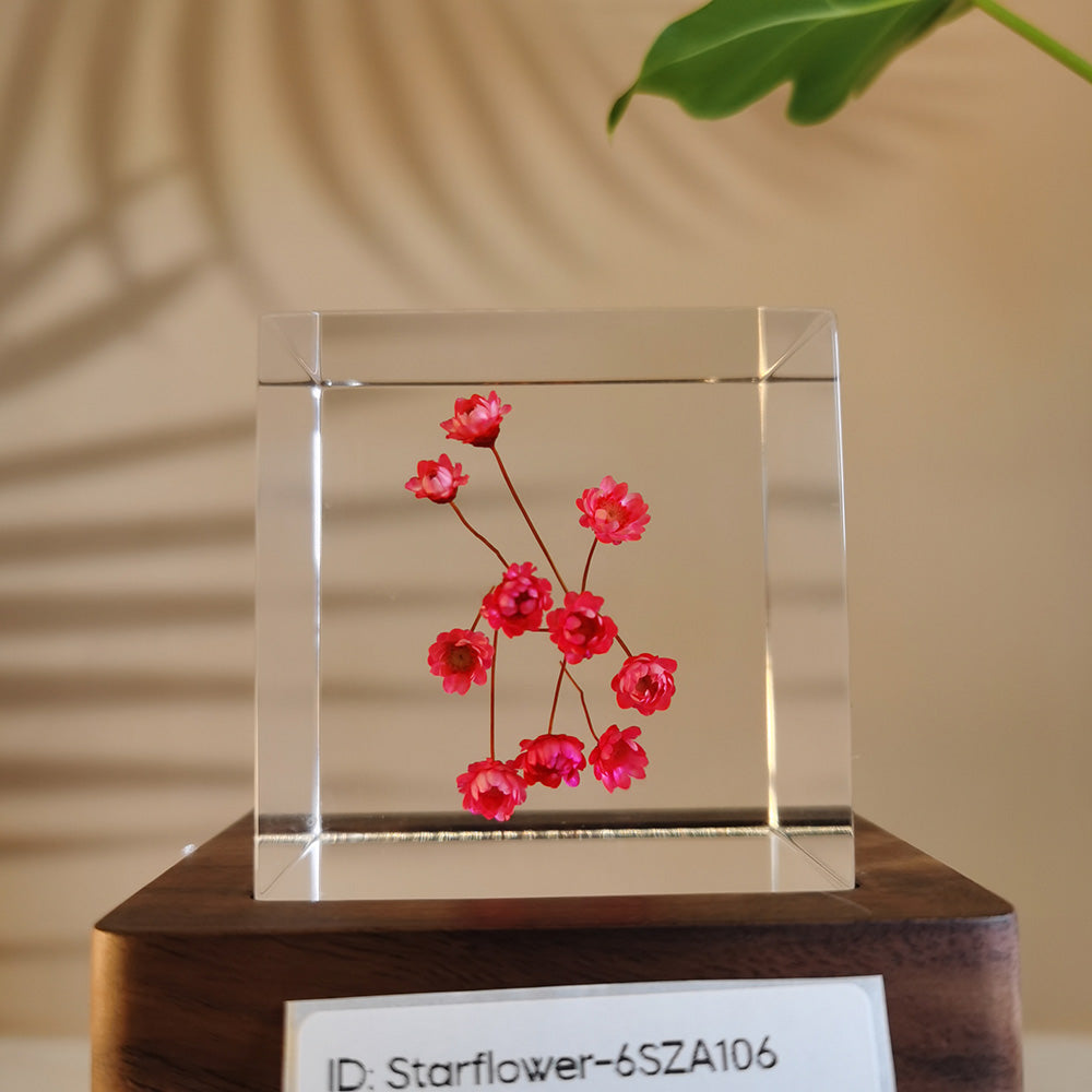 Cube Series - Starflower #6SZA106