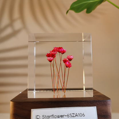 Cube Series - Starflower #6SZA106