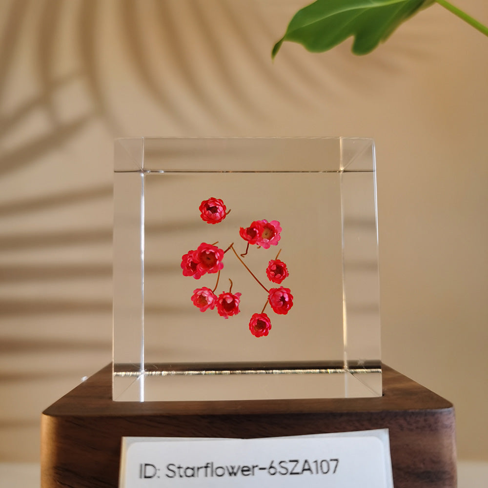 Cube Series - Starflower #6SZA107