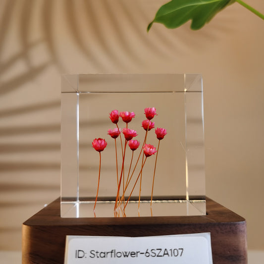Cube Series - Starflower #6SZA107