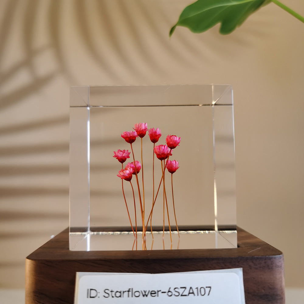 Cube Series - Starflower #6SZA107