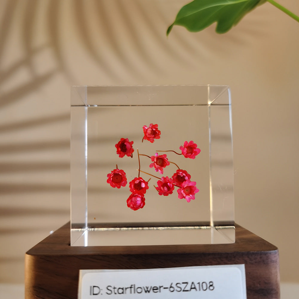 Cube Series - Starflower #6SZA108