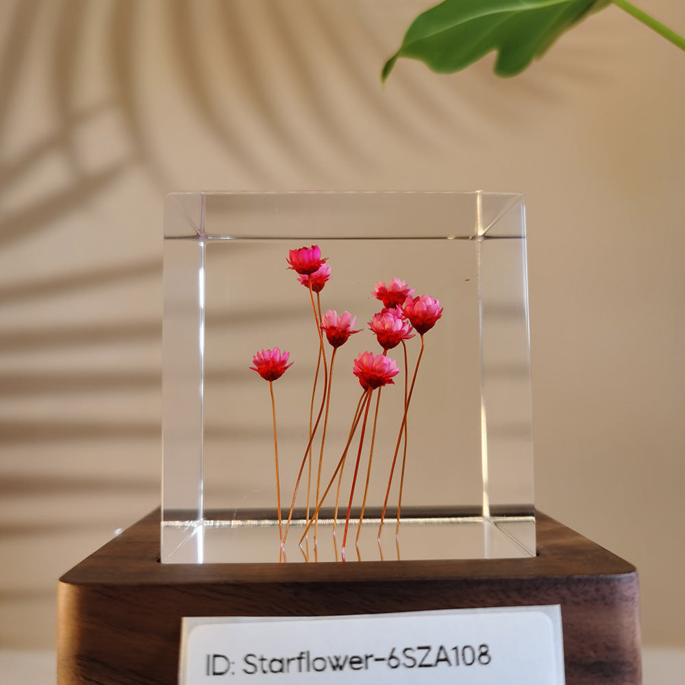 Cube Series - Starflower #6SZA108
