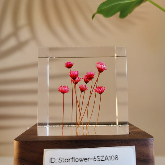 Cube Series - Starflower #6SZA108