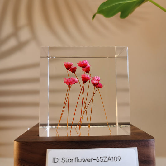 Cube Series - Starflower #6SZA109
