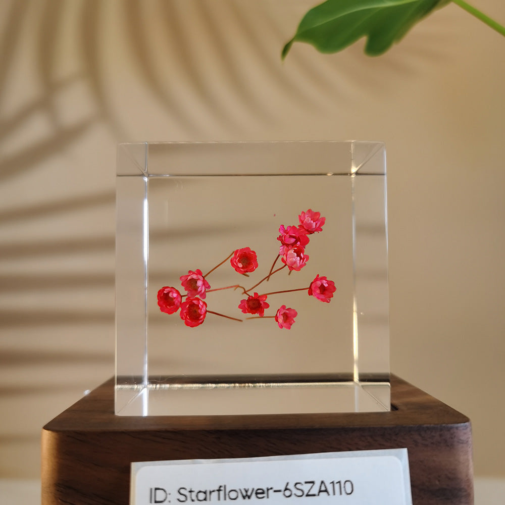 Cube Series - Starflower #6SZA110