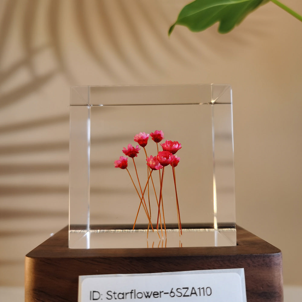 Cube Series - Starflower #6SZA110