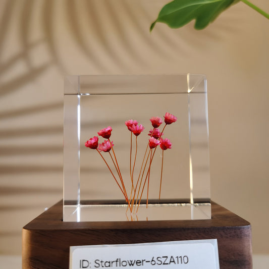 Cube Series - Starflower #6SZA110