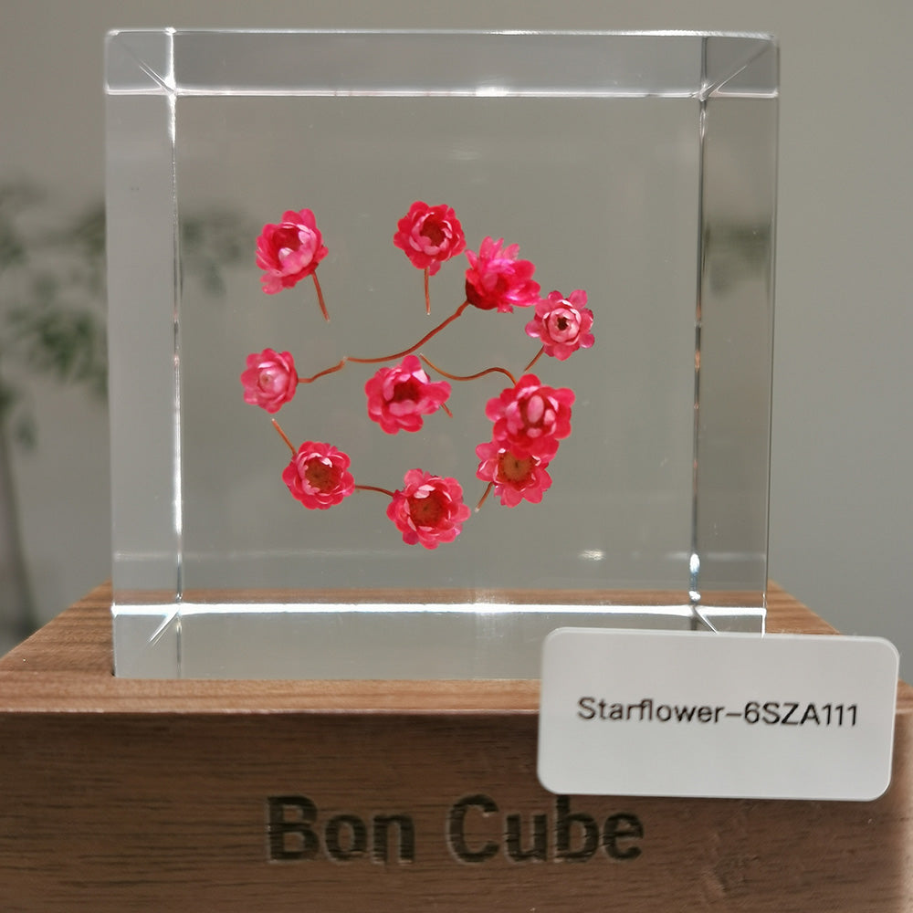 Cube Series - Starflower #6SZA111