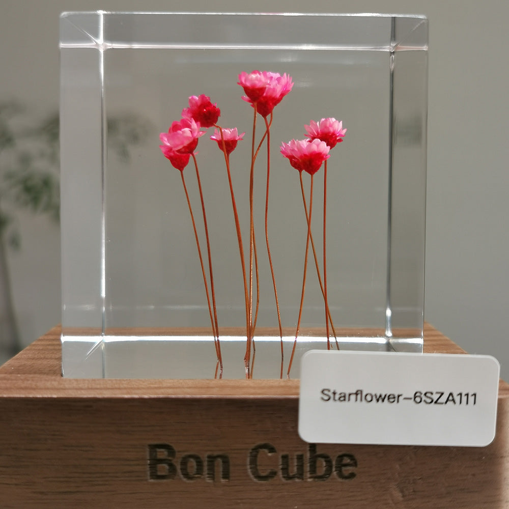 Cube Series - Starflower #6SZA111