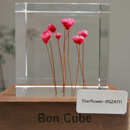 Cube Series - Starflower #6SZA111