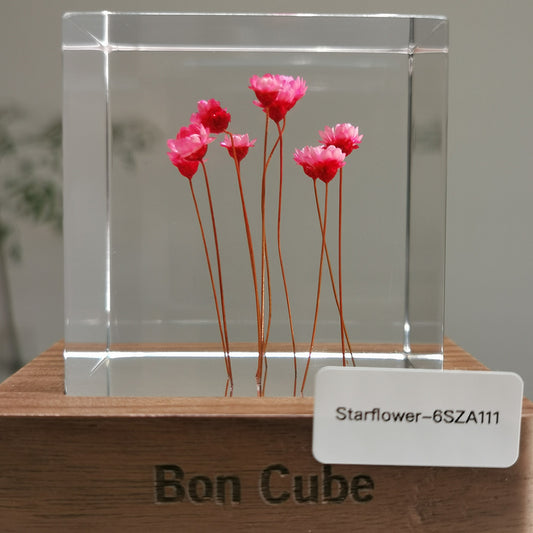 Cube Series - Starflower #6SZA111