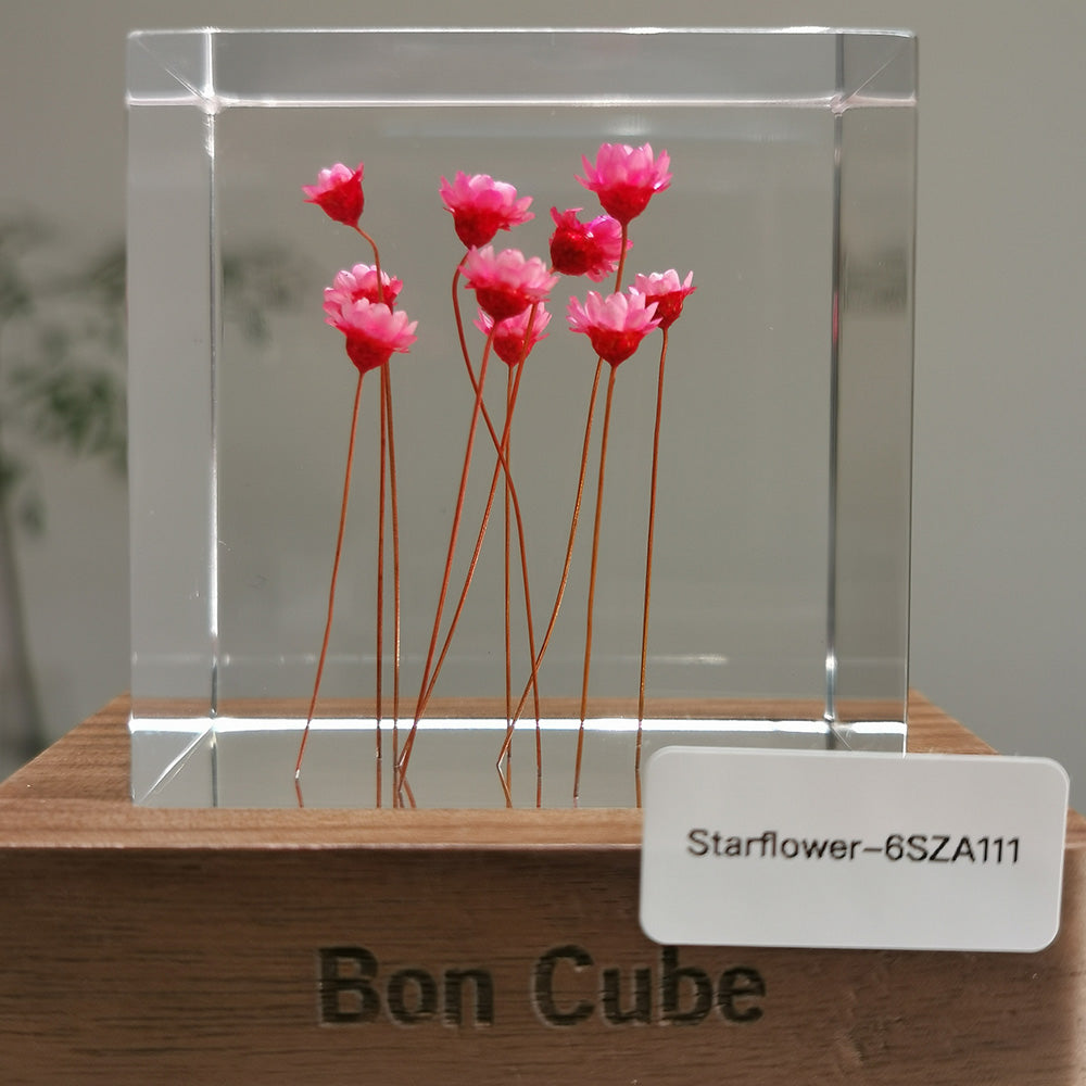 Cube Series - Starflower #6SZA111