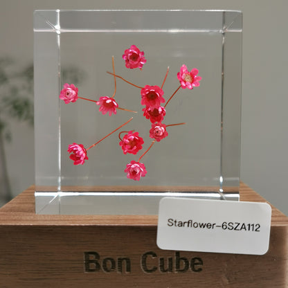 Cube Series - Starflower #6SZA112