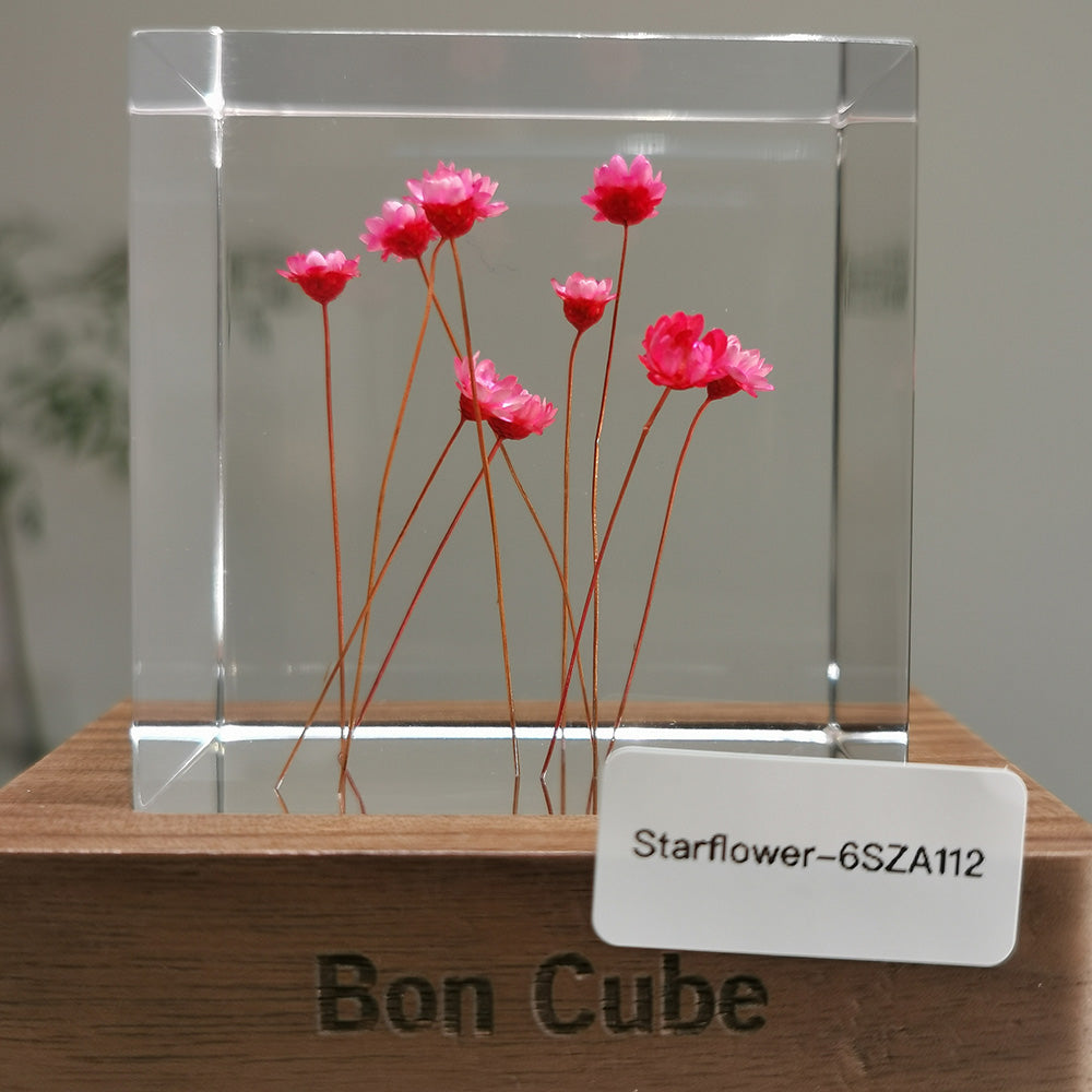 Cube Series - Starflower #6SZA112