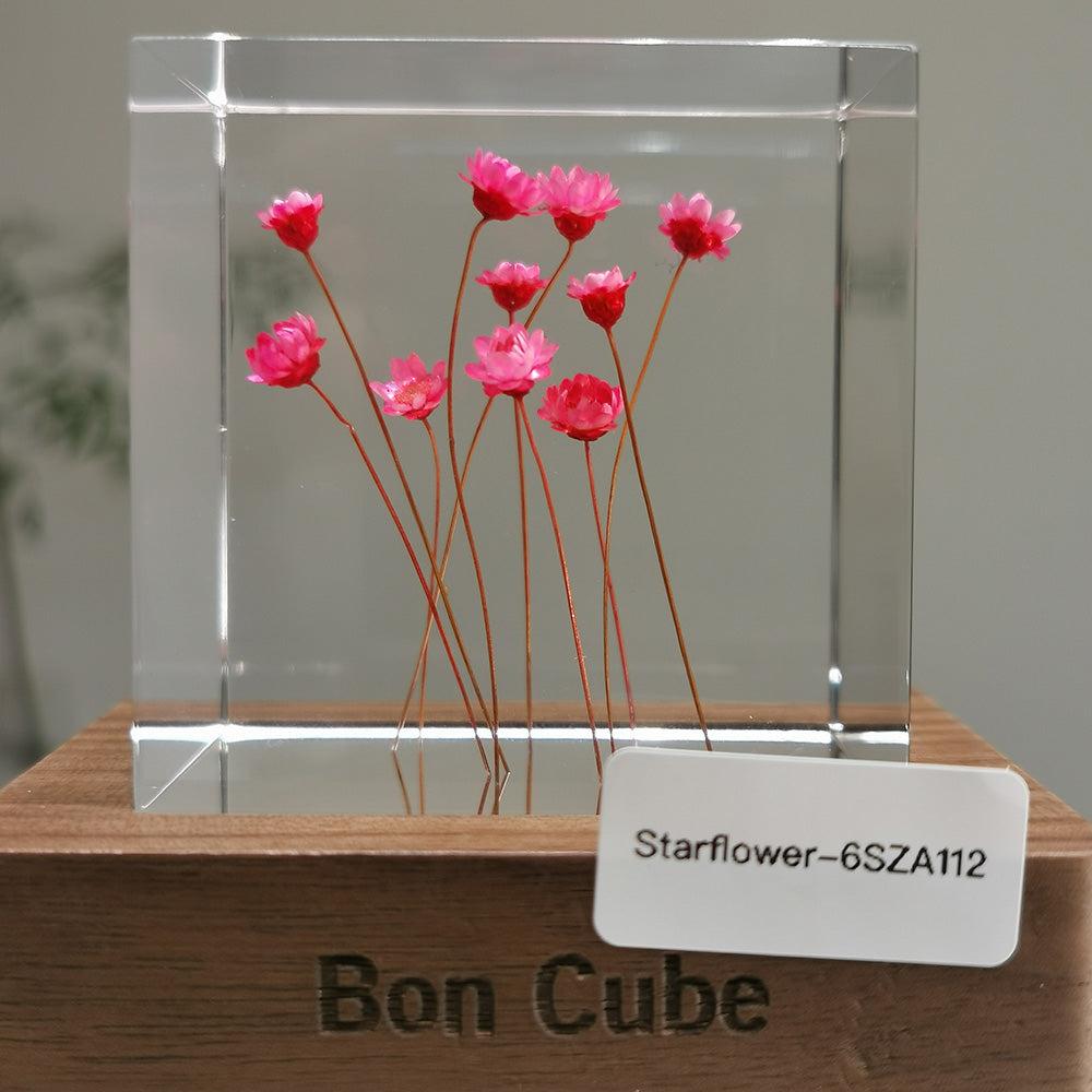 Cube Series - Starflower #6SZA112