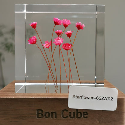 Cube Series - Starflower #6SZA112