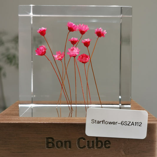 Cube Series - Starflower #6SZA112