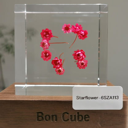 Cube Series - Starflower #6SZA113