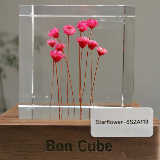 Cube Series - Starflower #6SZA113