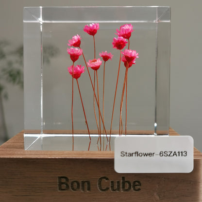 Cube Series - Starflower #6SZA113