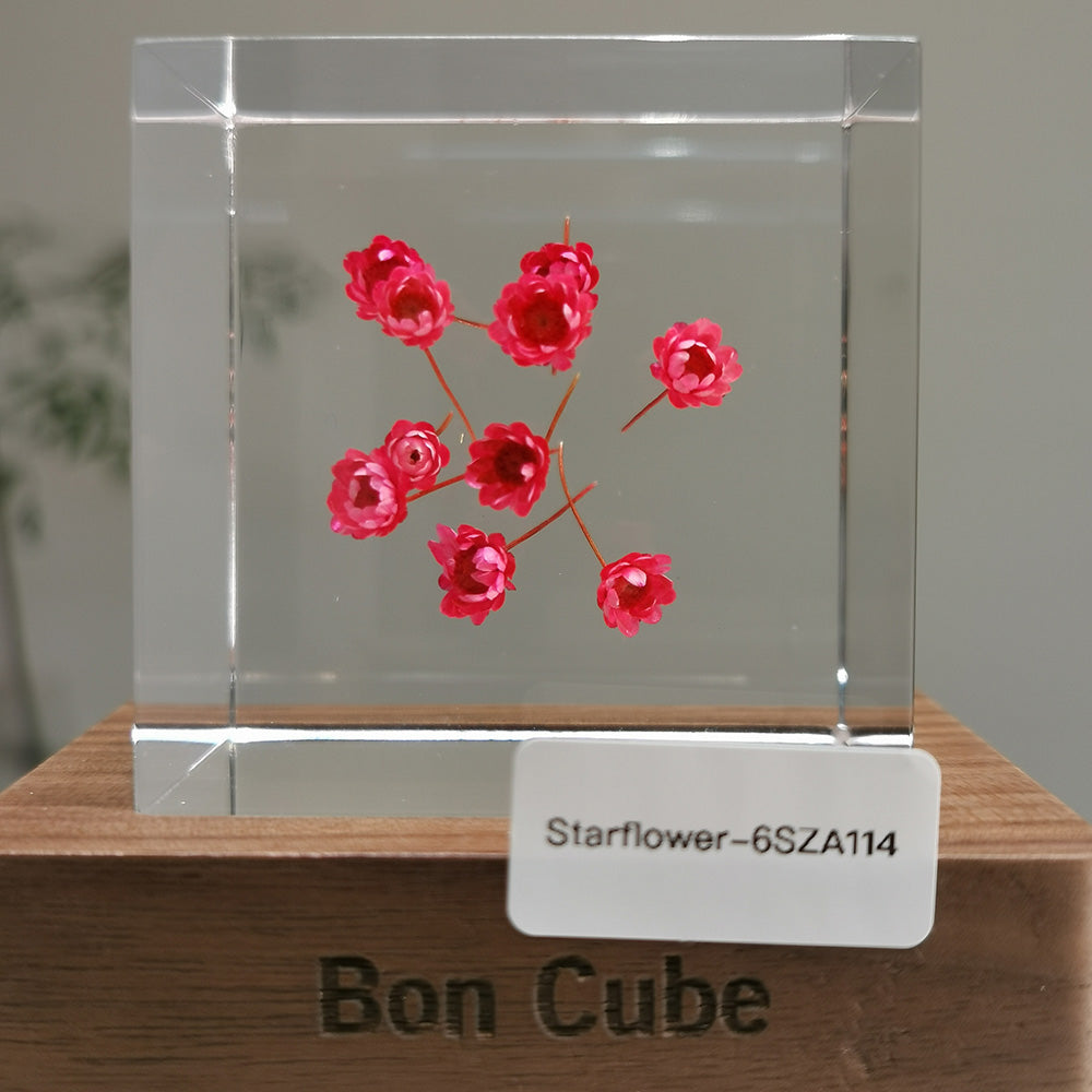 Cube Series - Starflower #6SZA114