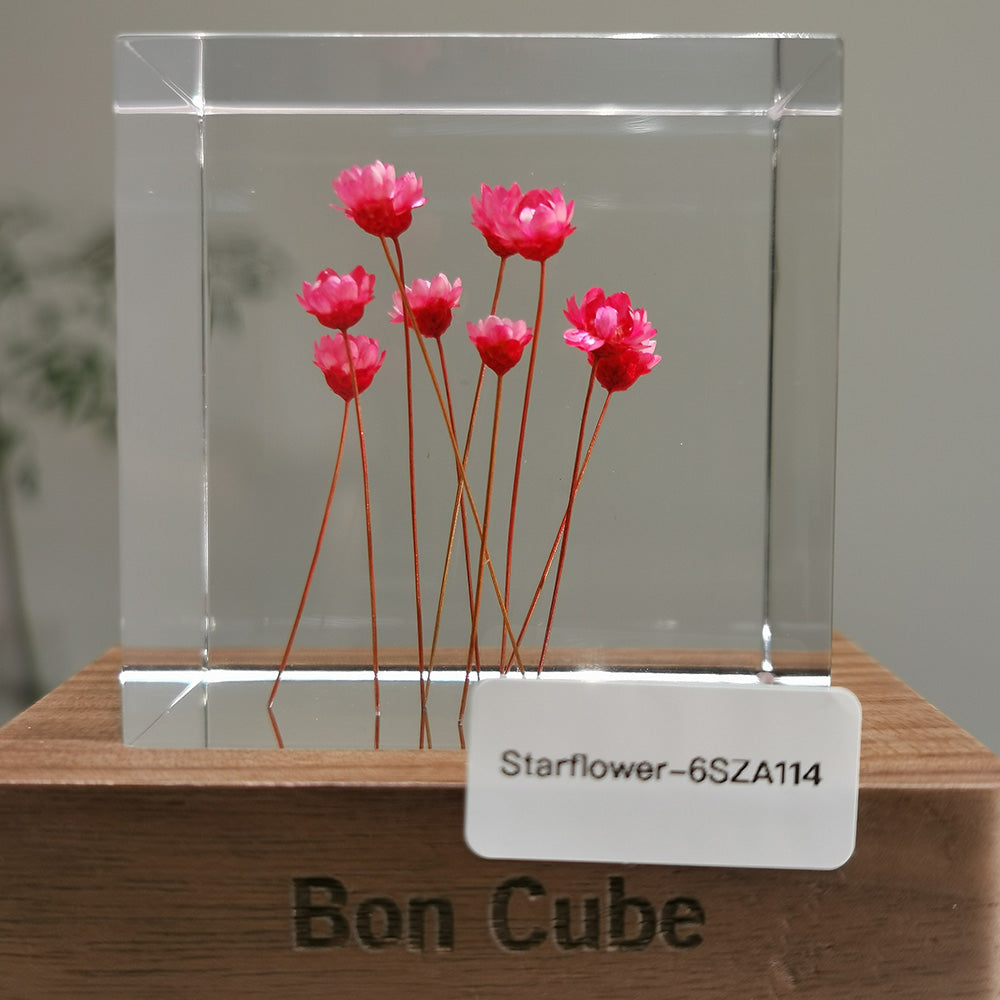 Cube Series - Starflower #6SZA114