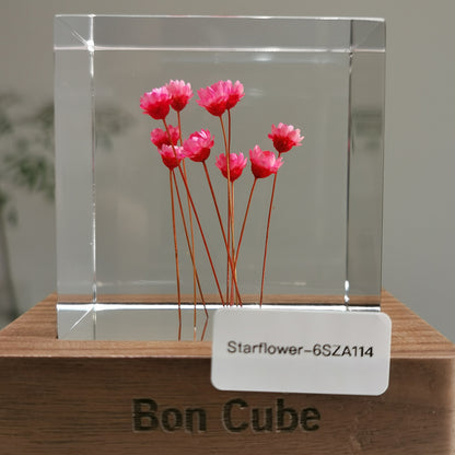 Cube Series - Starflower #6SZA114