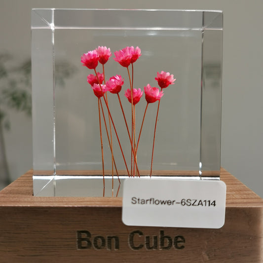 Cube Series - Starflower #6SZA114