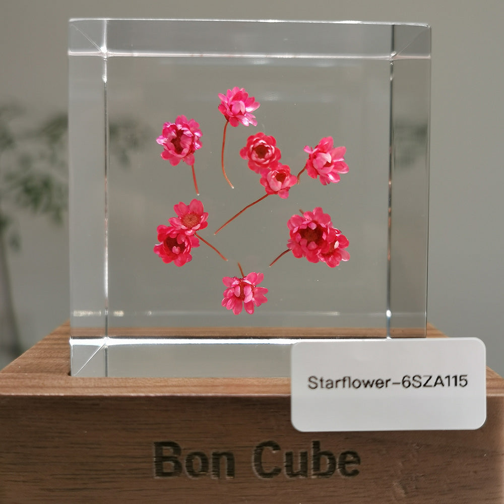 Cube Series - Starflower #6SZA115