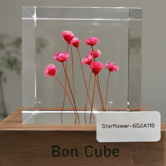 Cube Series - Starflower #6SZA115