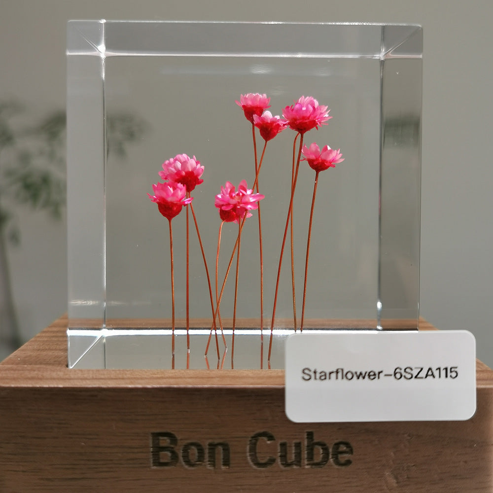 Cube Series - Starflower #6SZA115