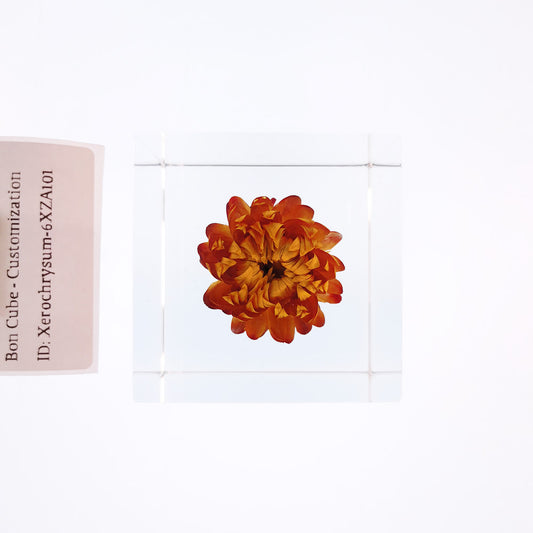 Cube Series - Xerochrysum #6XZA101