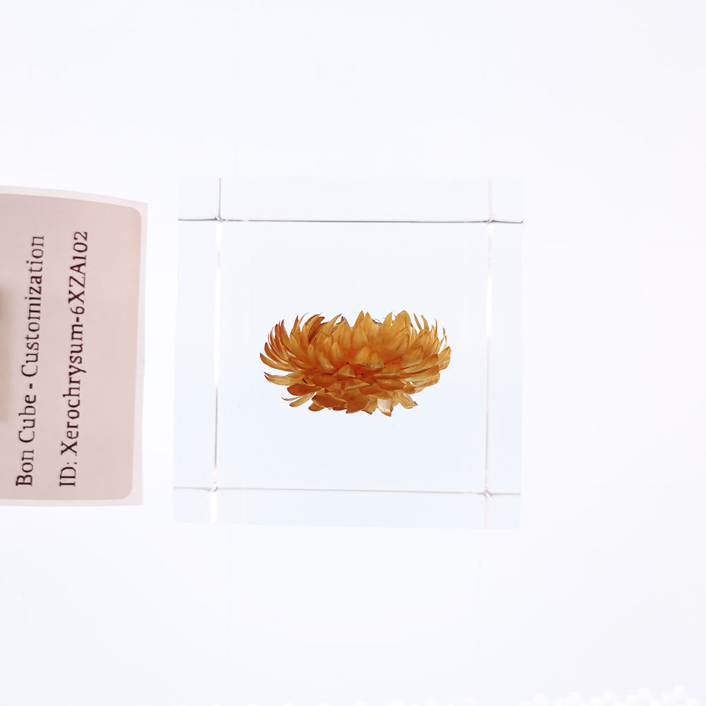 Cube Series - Xerochrysum #6XZA102