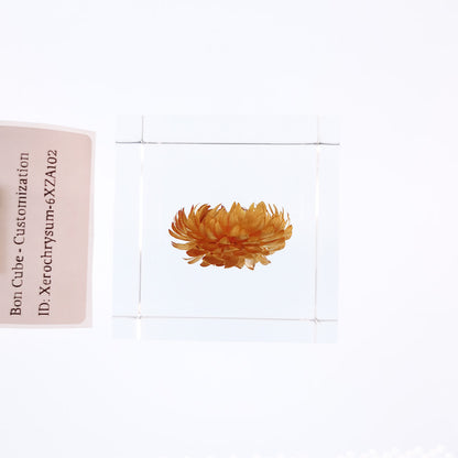 Cube Series - Xerochrysum #6XZA102