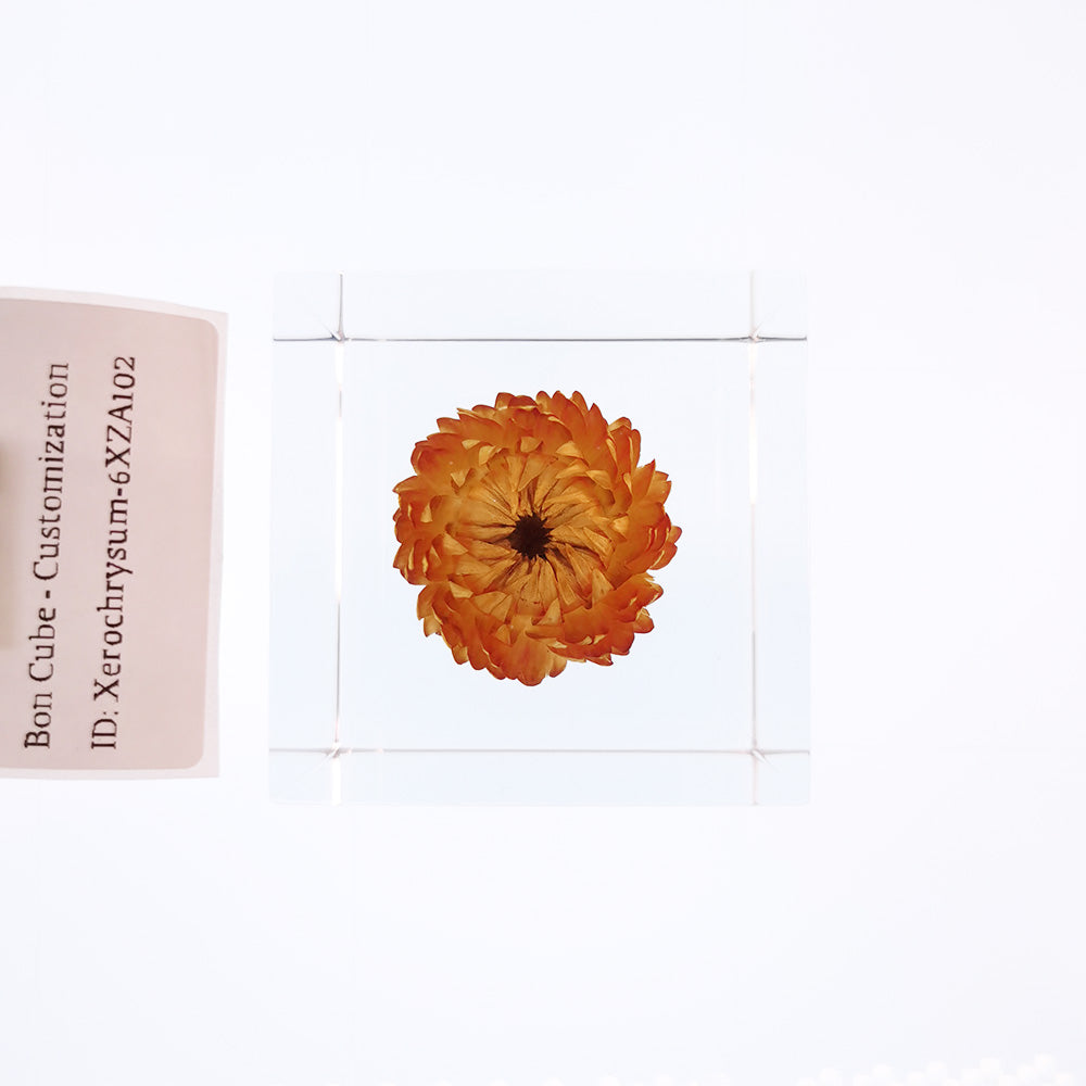 Cube Series - Xerochrysum #6XZA102